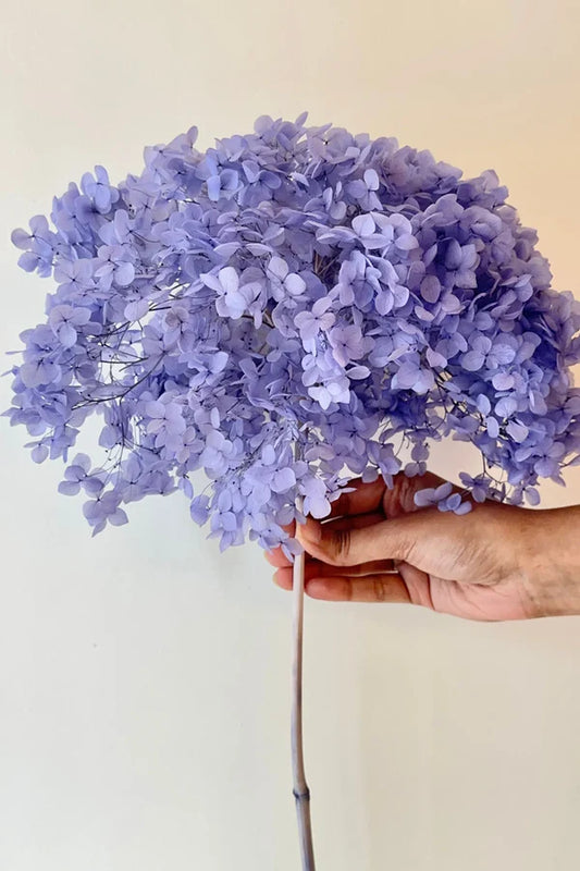 Preserved Hydrangea Flowers: How-To Guide