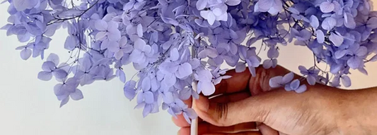 Wholesale Dried Hydrangeas - Huge Selection, Great Prices