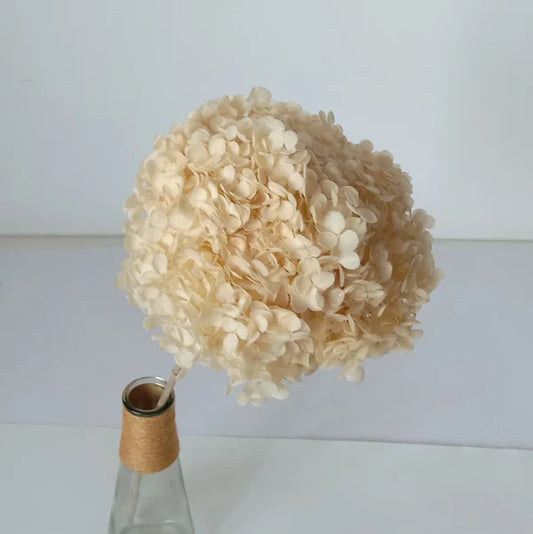 Buy Wholesale Dried Flowers in Bulk - Best Quality & Variety