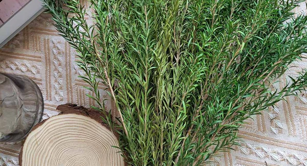 Where to Buy Preserved Melaleuca Bracteata Plant? Affordable Price