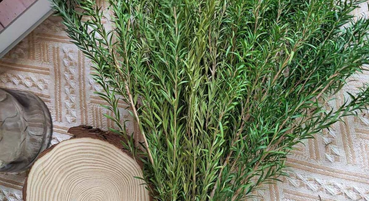 Best Quality Melaleuca Bracteata to Buy - Shop Now