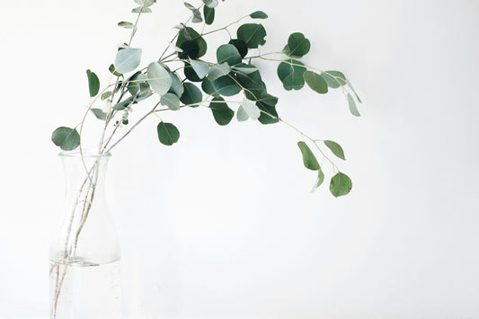 Top-Quality Wholesale Seeded Eucalyptus Greenery for Sale