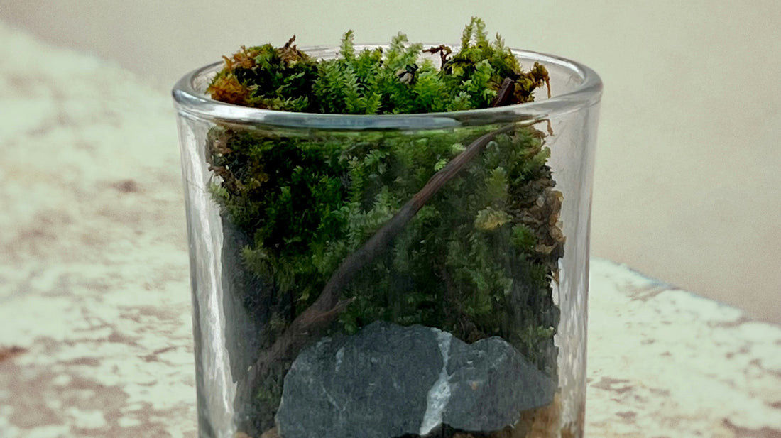 Preserved Moss: How Long Does It Really Last?