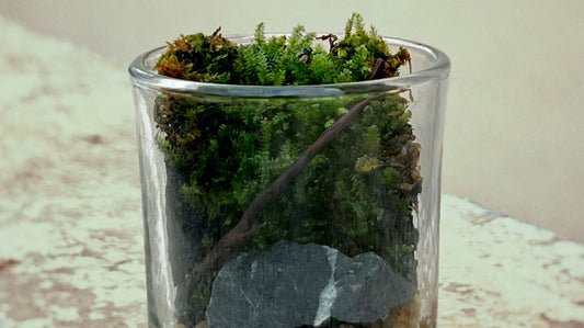 Preserved Moss: How Long Does It Really Last?
