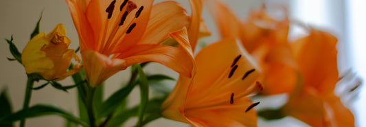 Elegant Preserved Lily Flower Decor Ideas