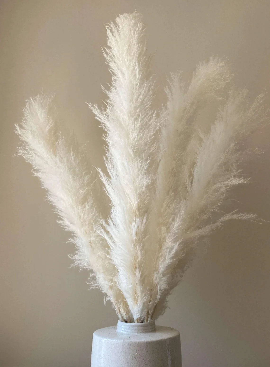 Dried Large Pampas Grass